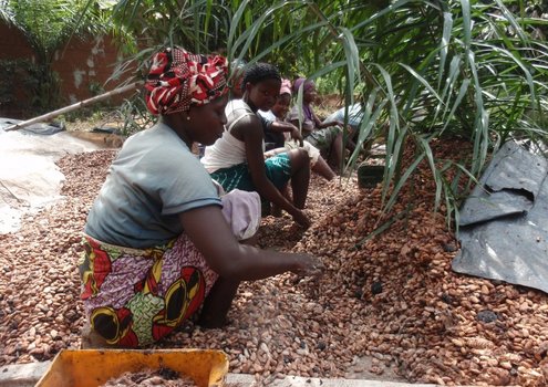 Women working on a cocoa farm in West Africa.